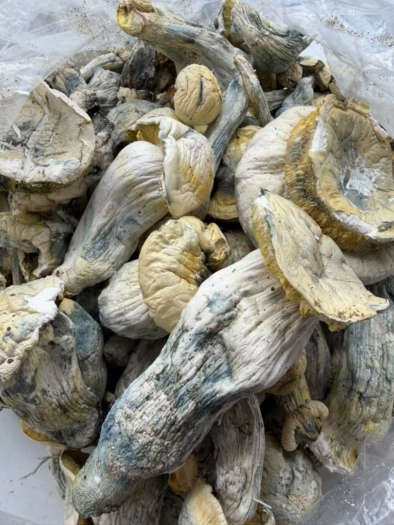 WhatsApp Image 2026-10-30 at 17.39.13 Albino Treasure Coast × Yeti